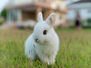 Coniglio nano appena comprato: ambiente ideale, atteggiamento e comportamento