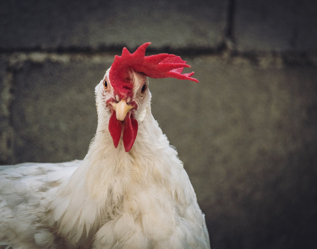Feci liquide nelle galline: cause e trattamenti  Zootec
