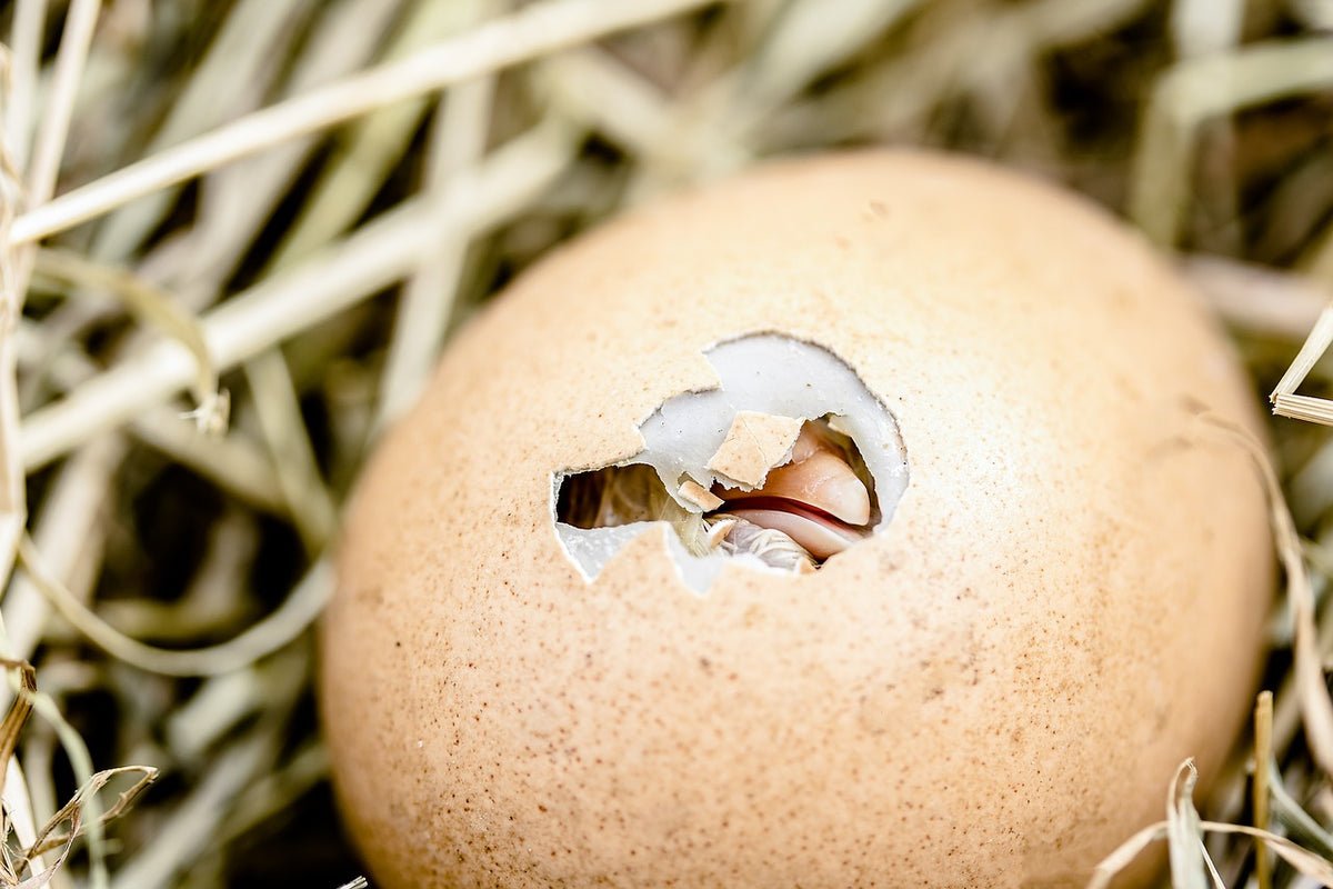 Incubazione uova galline: come incubare le uova dal primo giorno