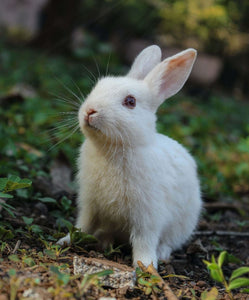 Cosa mangia il coniglio domestico? Una guida sulla sua alimentazione