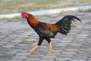 Pollaio senza gallo: sì o no?