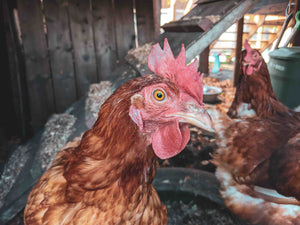 Periodo di riproduzione galline: quando avviene e cosa fare