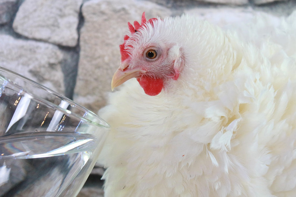 Abbeveratoio galline: l’aceto di mele serve? Per cosa si usa?