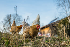 Come sistemare gli accessori nel pollaio per un ambiente sano e funzionale
