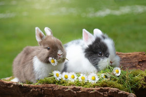 Accoppiamento conigli: periodo e consigli per la riproduzione