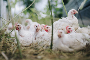 Alimentazione e nutrizione delle galline: come fornire una dieta equilibrata?