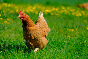 Polli e galline: la struttura sociale e la gestione della comunità