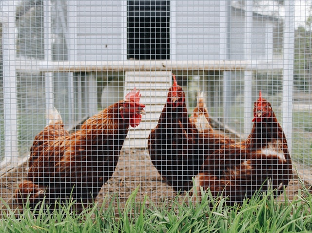 Allevare le galline: di quanto spazio hanno bisogno dentro e fuori il pollaio?