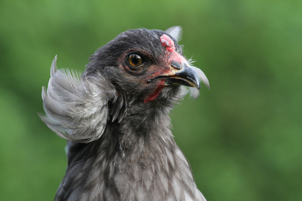 Razze strane di galline: ecco le più curiose!