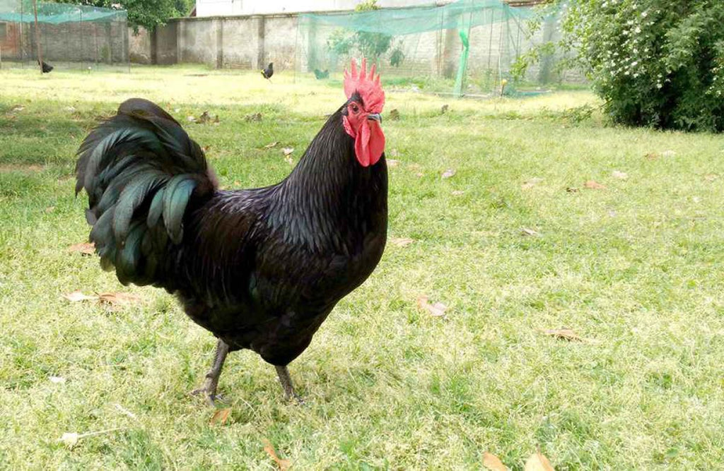 Australorp: caratteristiche della gallina e allevamento