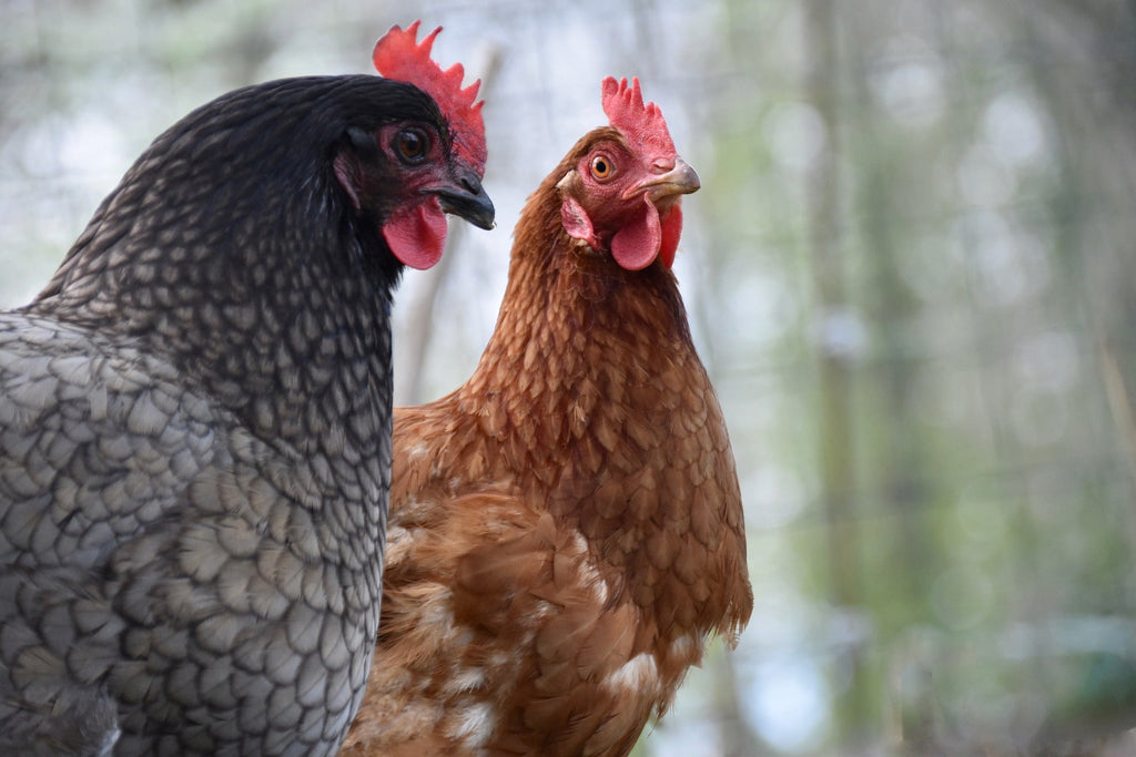 Perché la gallina tiene il becco aperto?