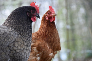 Perché la gallina tiene il becco aperto?