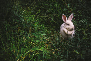 Come controllare lo stato di salute dei conigli