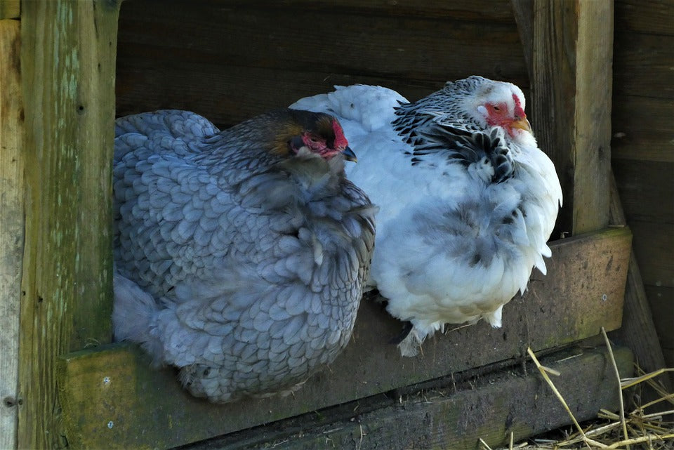 Gallina chioccia, come far smettere di covare?