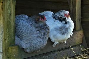 Gallina chioccia, come far smettere di covare?