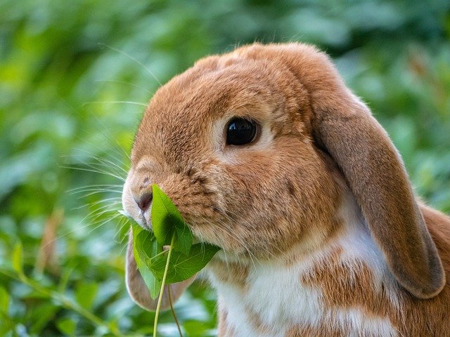 Conigli, quanto vivono in natura e in allevamento