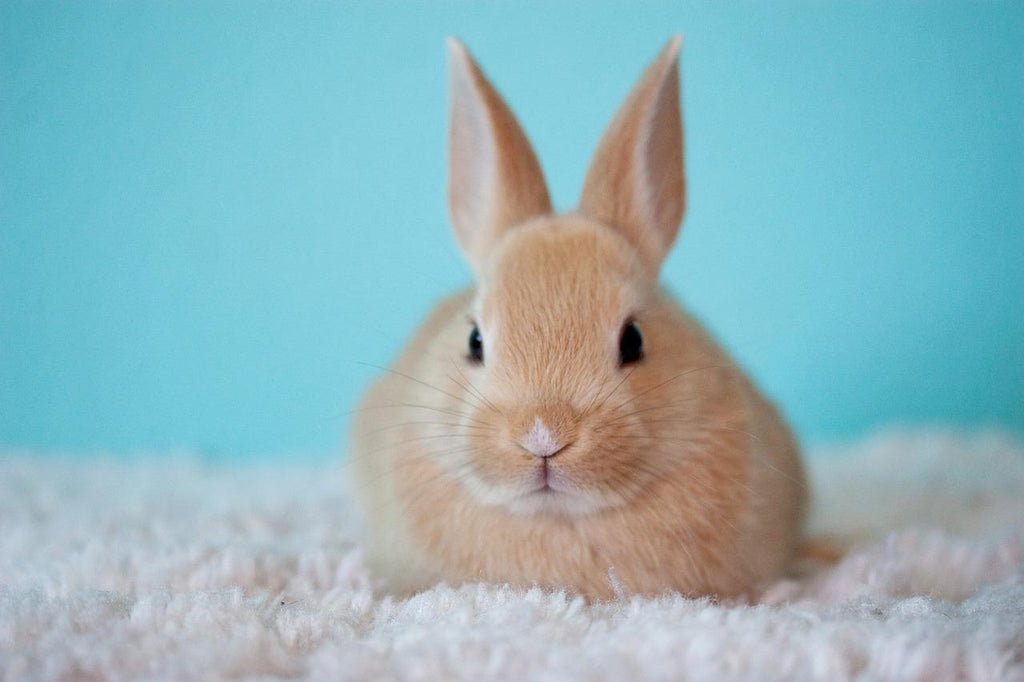 Come nascono i conigli: riproduzione e gestazione