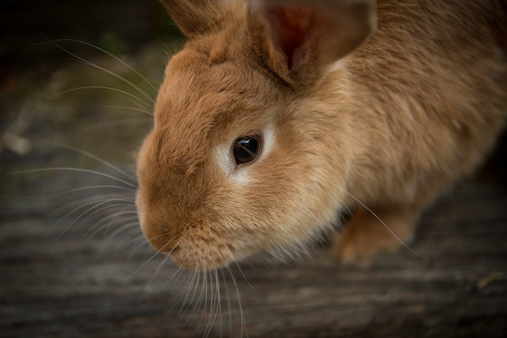 Conigli, perché muoiono? Le cause più frequenti