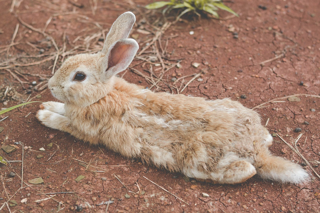 Quali vaccinazioni devono fare i conigli: la profilassi suggerita