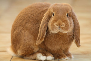 Coniglio ariete: carattere, alimentazione e allevamento