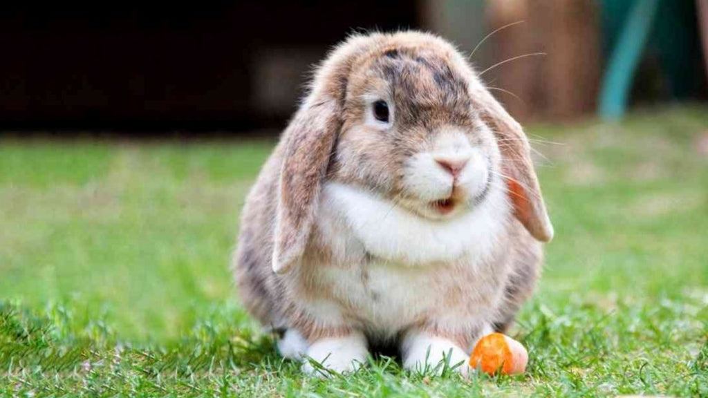Quanto costa un coniglio nano: acquisto e mantenimento