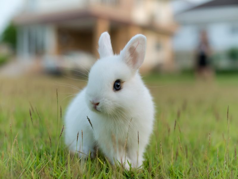 Coniglio nano appena comprato: ambiente ideale, atteggiamento e comportamento