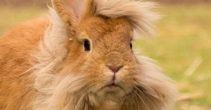 Coniglio Testa di Leone: caratteristiche e consigli di allevamento