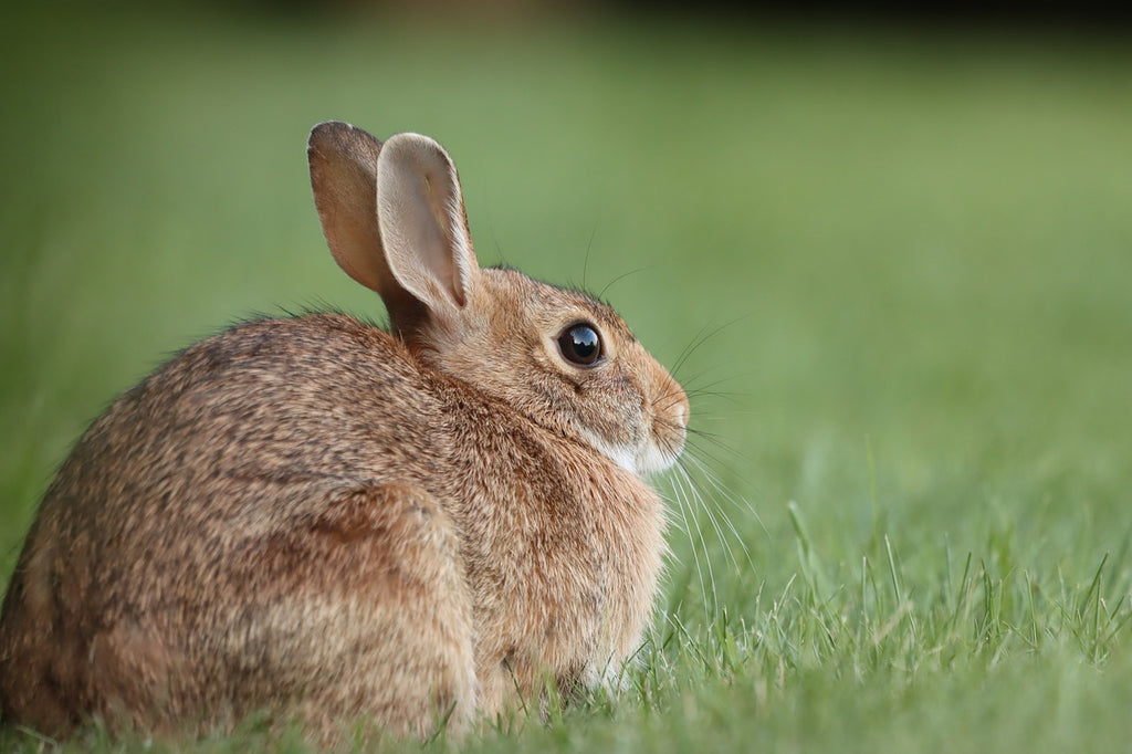 Come allevare i conigli a terra?