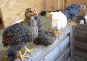 Gabbia per galline ovaiole: requisiti, spazi minimi e sistemi alternativi
