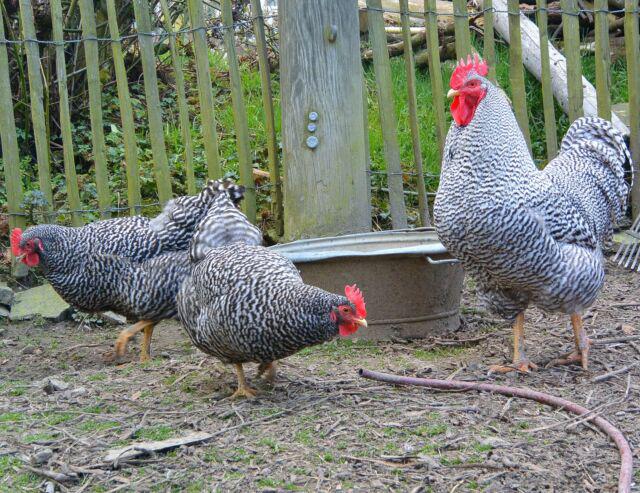 Gallina Amrock: caratteristiche, comportamento e curiosità su questa razza