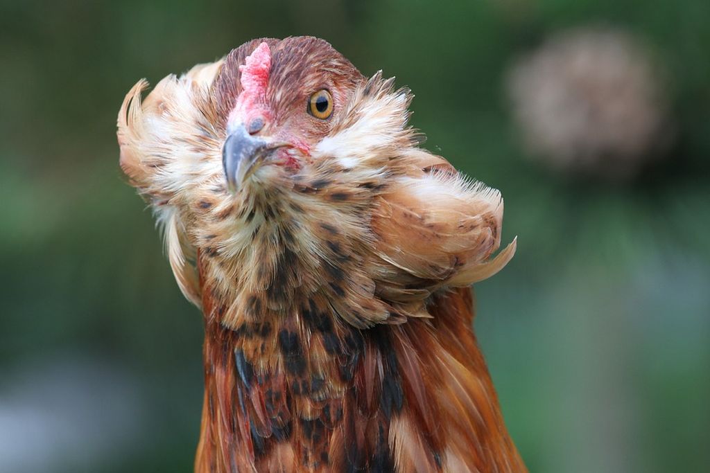 Gallina Araucana (Mapuche): caratteristiche e consigli di allevamento