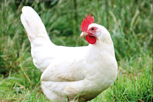 Perché le galline mordono: cause e rimedi