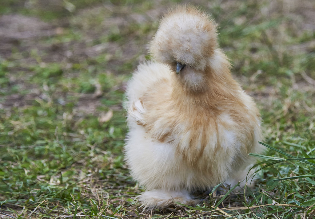 Galline Moroseta, come allevarle: caratteristiche e consigli pratici