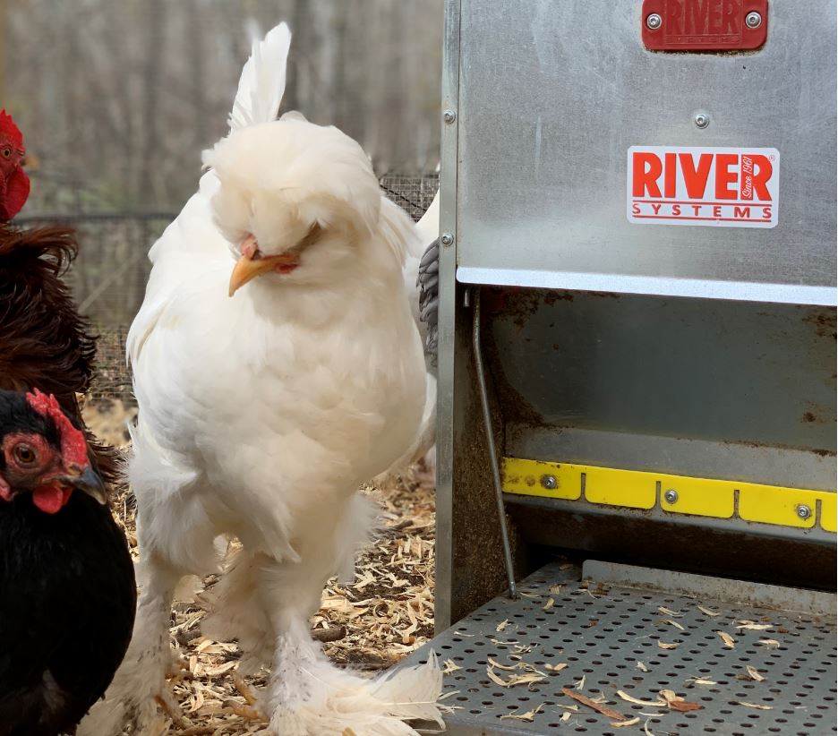 Gallina ovaiola padovana: origini, caratteristiche e dove acquistarla