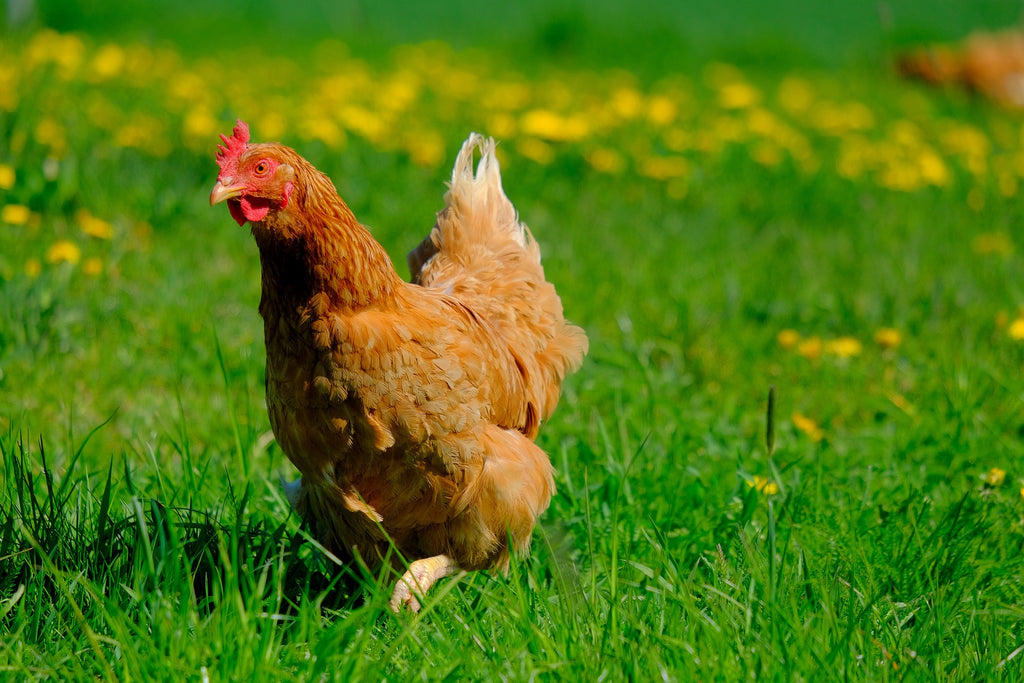 Gallina cammina come un pinguino: da cosa potrebbe dipendere?