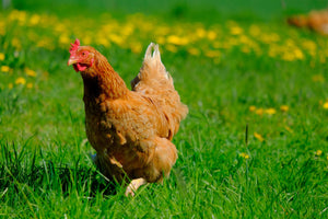 Gallina cammina come un pinguino: da cosa potrebbe dipendere?