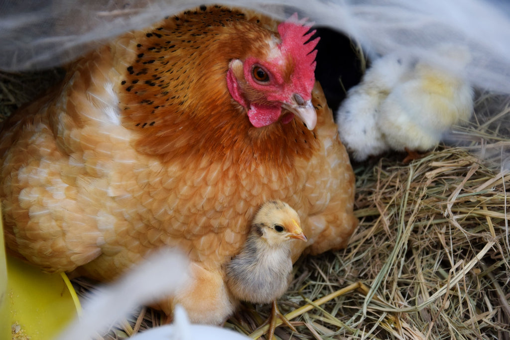La gallina è erbivora o carnivora? Nessuno dei due…