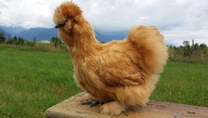 Galline ornamentali: le razze più belle e importanti