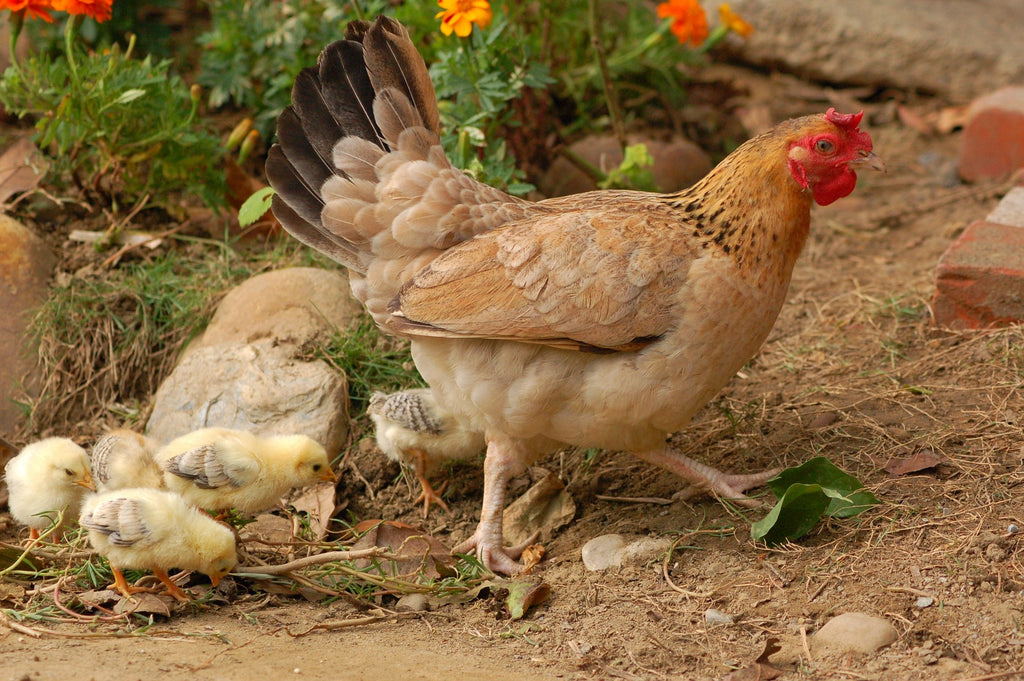 Gallina: quando inizia a fare le uova