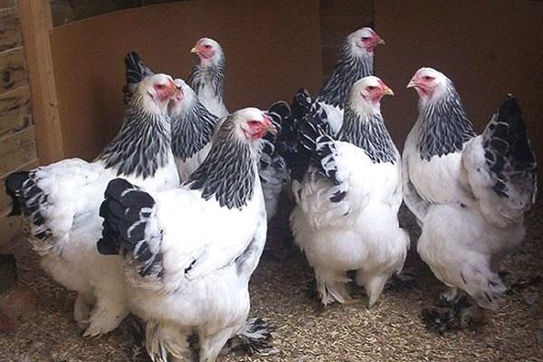 Galline Brahma: caratteristiche, prezzo e quante uova fanno