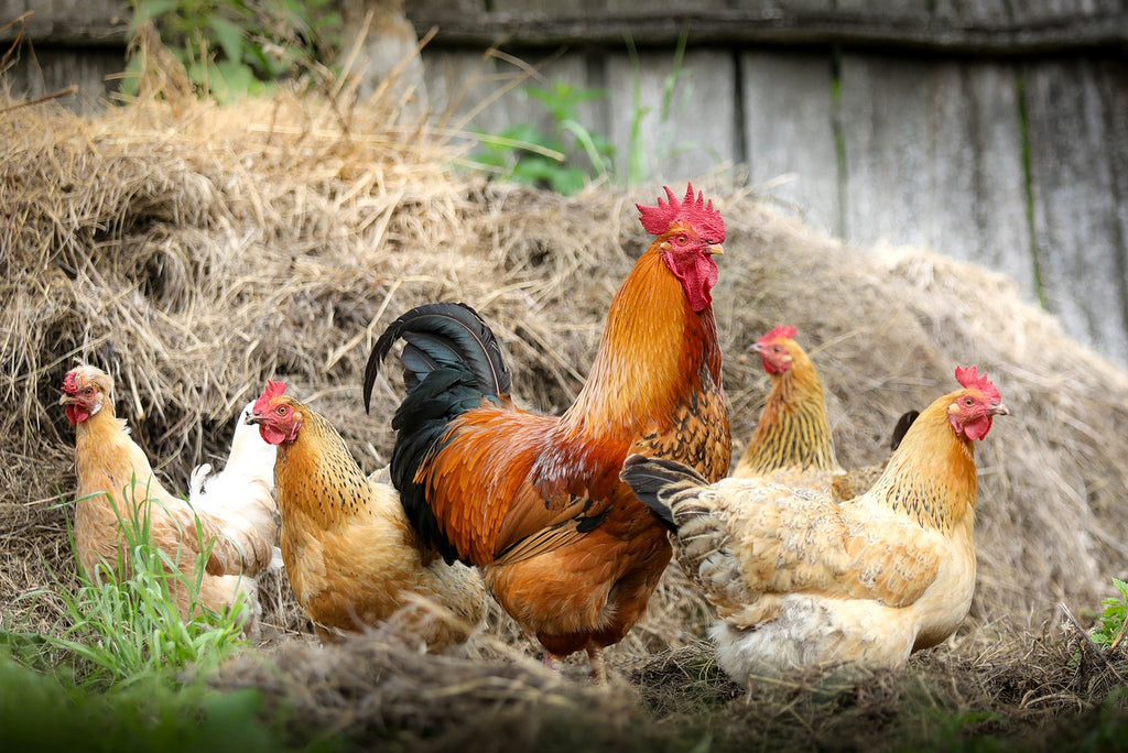 Galline domestiche: regole e consigli per una buona convivenza