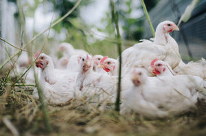 Le galline soffrono il caldo? Consigli per il loro benessere