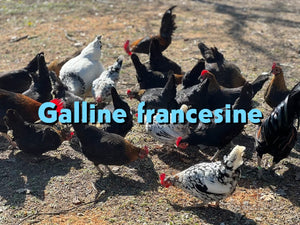 Gallina francesina: caratteristiche e allevamento