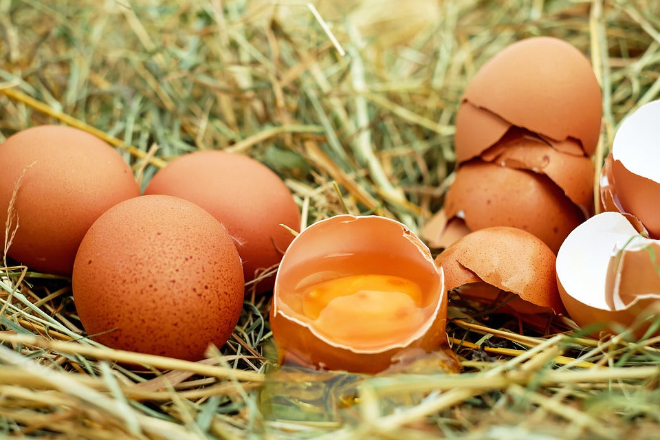 Galline mangiano uova: cause e rimedi