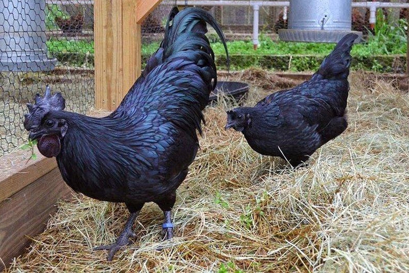 Galline nere, come allevare i polli Cemani