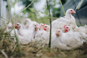 Galline: perché non fanno le uova?
