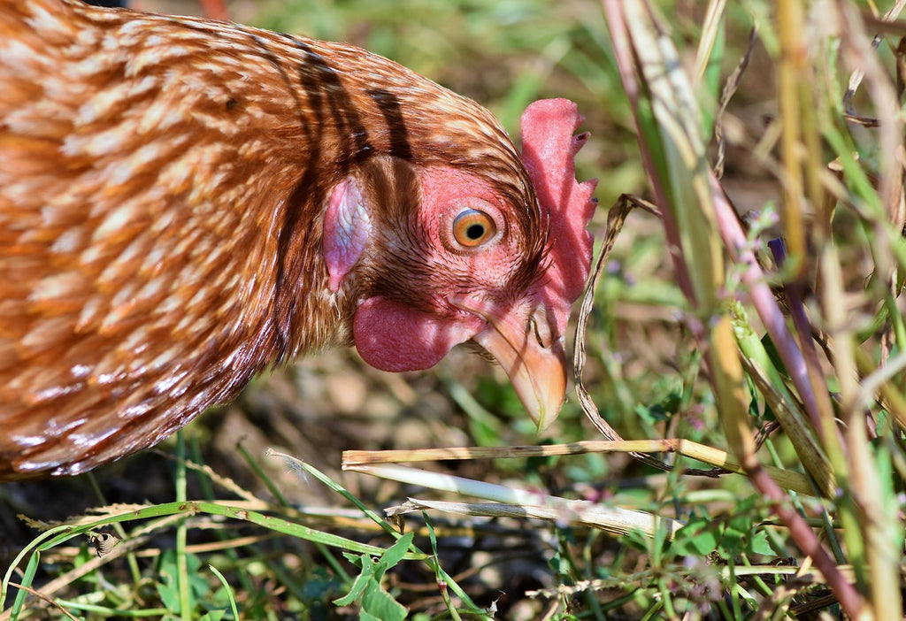 Cosa mangiano le galline ovaiole