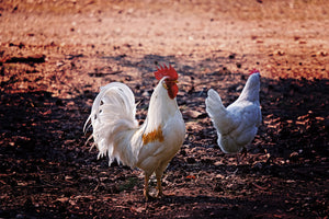 Le galline possono volare?