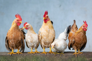 Pidocchi delle galline, prevenzione e cura