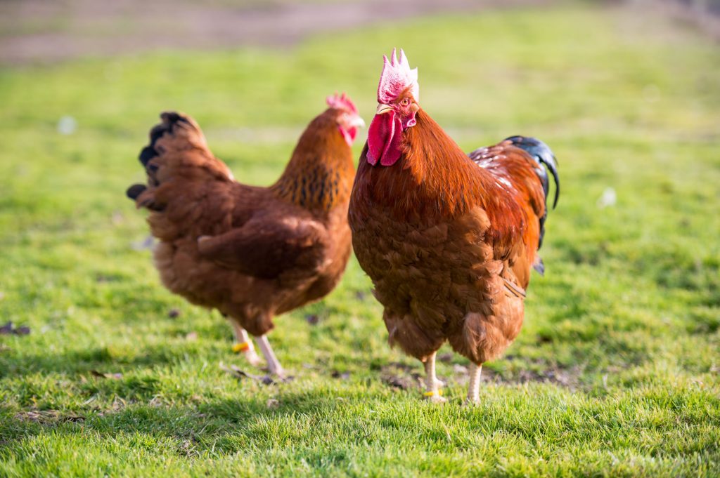 Galline rosse: razze e caratteristiche